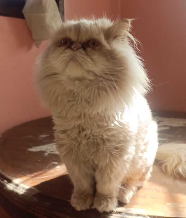 Couple Persan à vendre avec leur carnets de vaccin