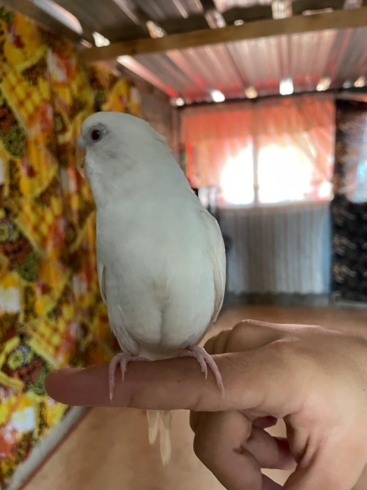 Perruche albino
