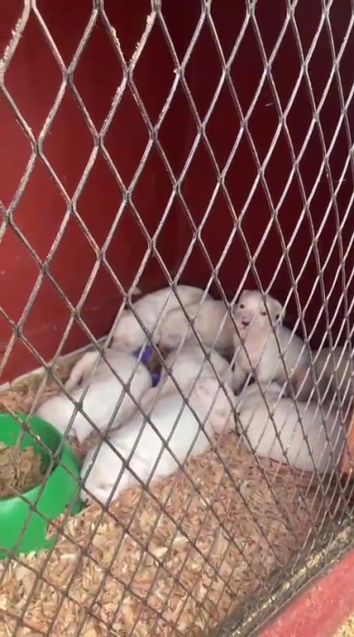 8 chiens dog argontin