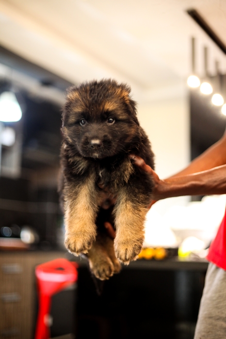 berger allemand à poils