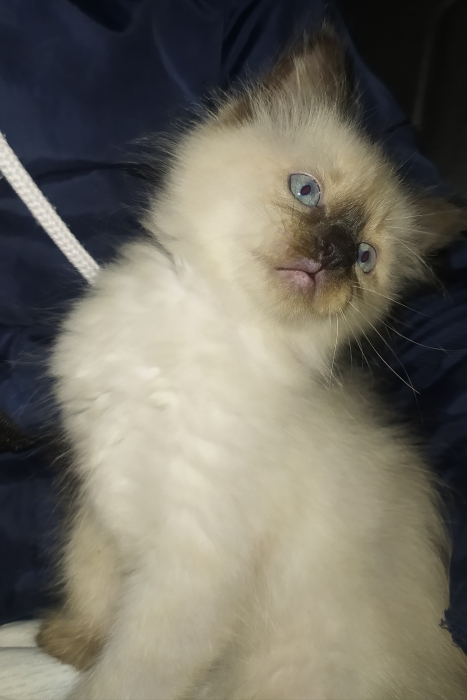 زواغة فاس zouagha