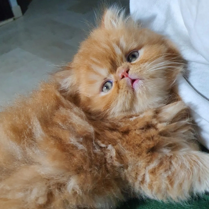 Chattons Persans Imalayens tout mignons