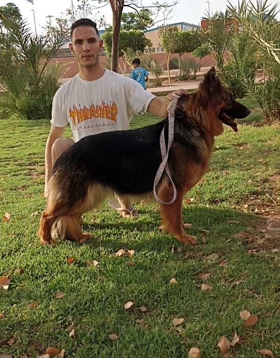 Berger Allemand F cassé