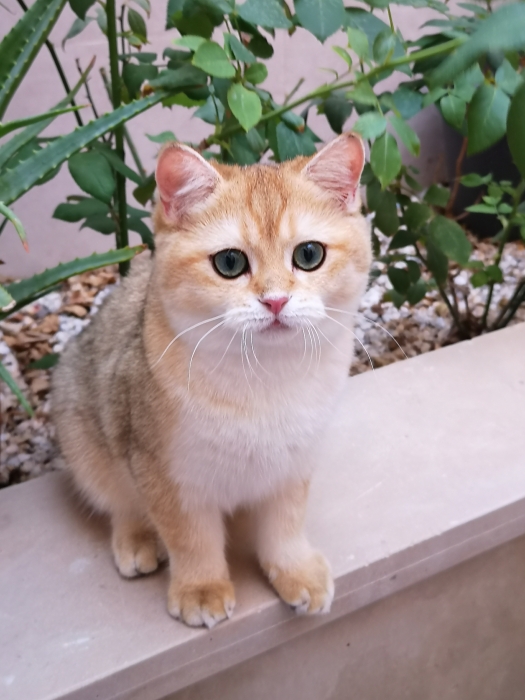 British shorthair à vendre