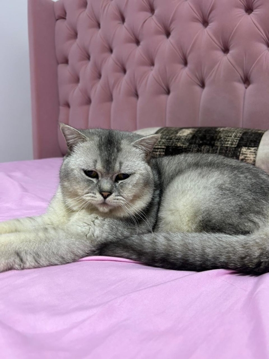 Chat British shorthair Bleu