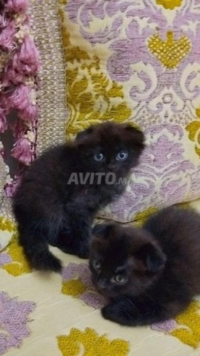 Scottish cat a vendre