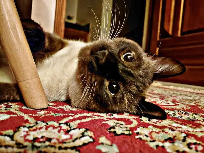 Beau Chat Siamois Mâle Race Pure à vendre