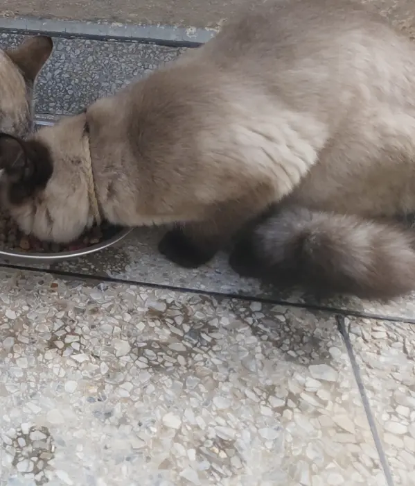 Chat Siamois Himalayen Mâle Rass Puur 10 Mois a Vendre