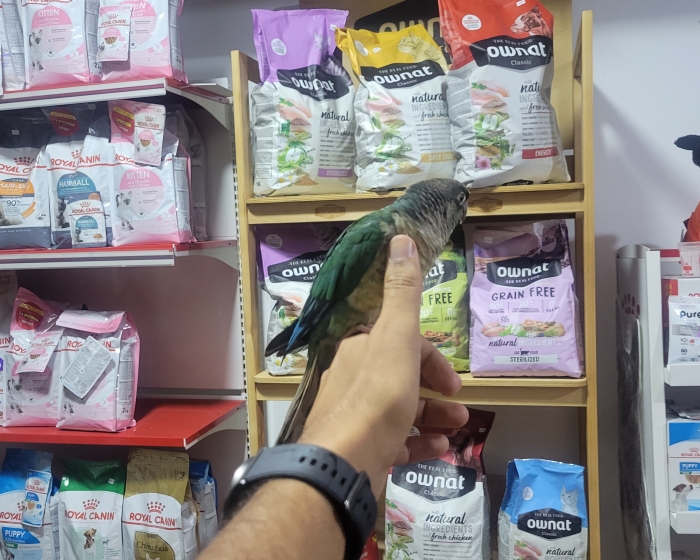 Conure molinae top dressage