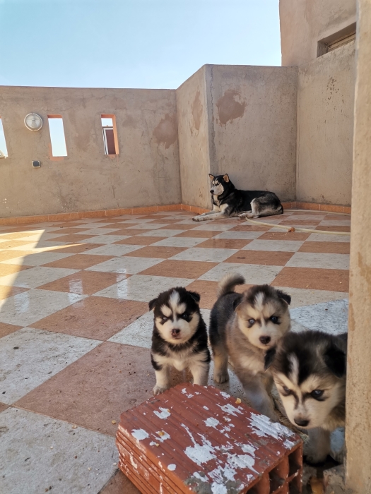 Chiots husky