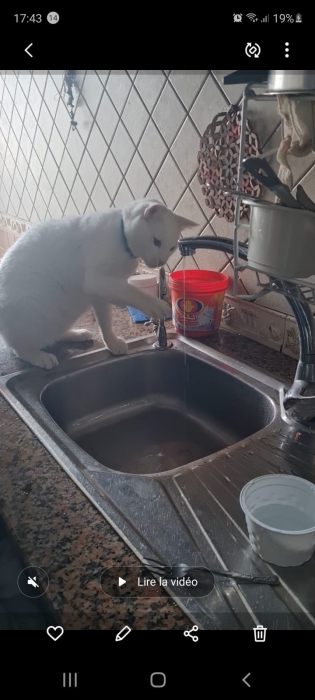 adoption chat angora