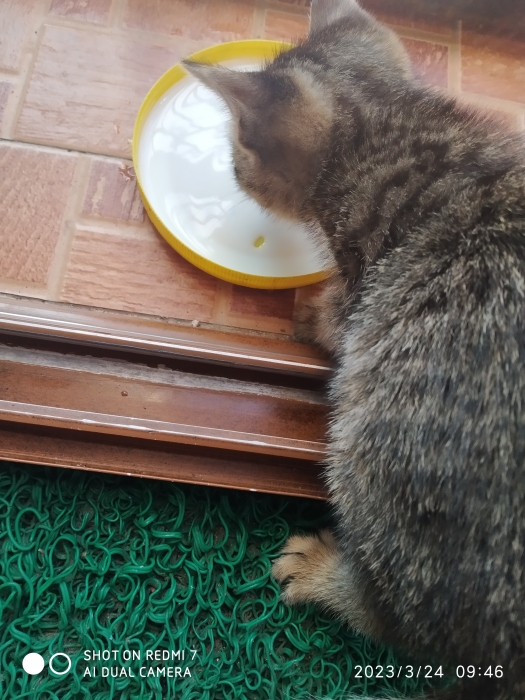 Petit Guster cherche une famille