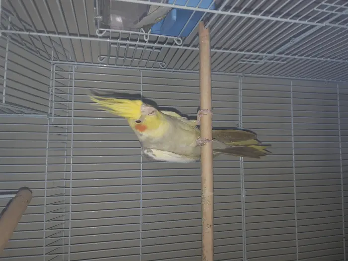 Couple calopssite possible avec cage