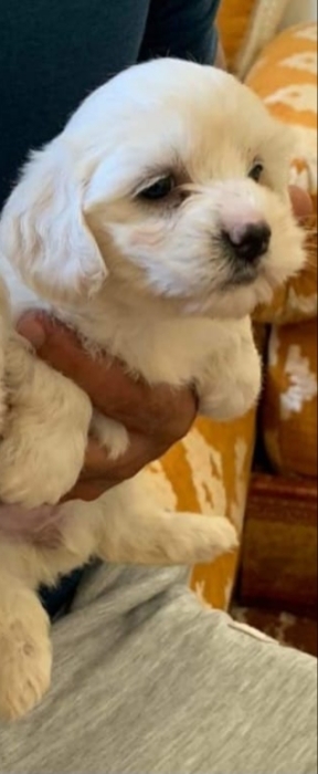 Chiot Bichon Maltais