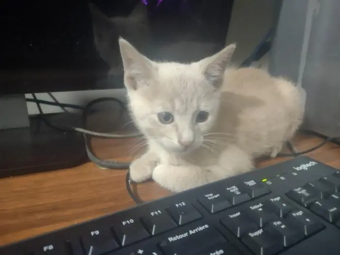 Chat orange/marron a adopter