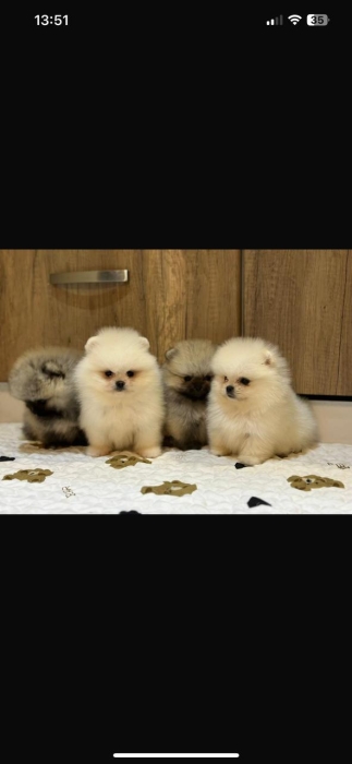 spitz loulou de pomeranie