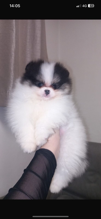 spitz nain loulou de pomeranie