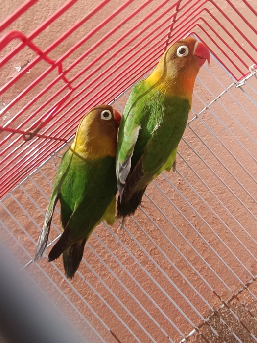 Inséparables rose et fisher