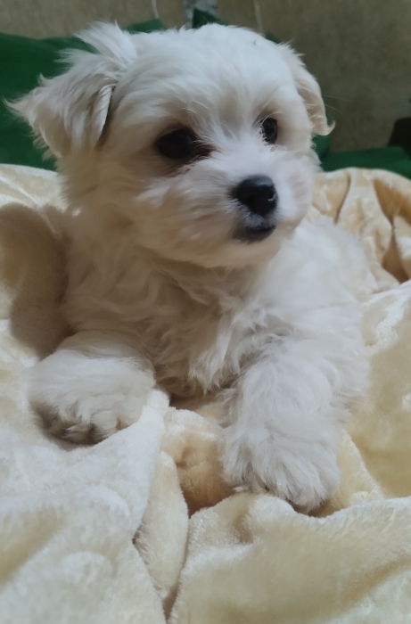 كلب بيشو مالطي