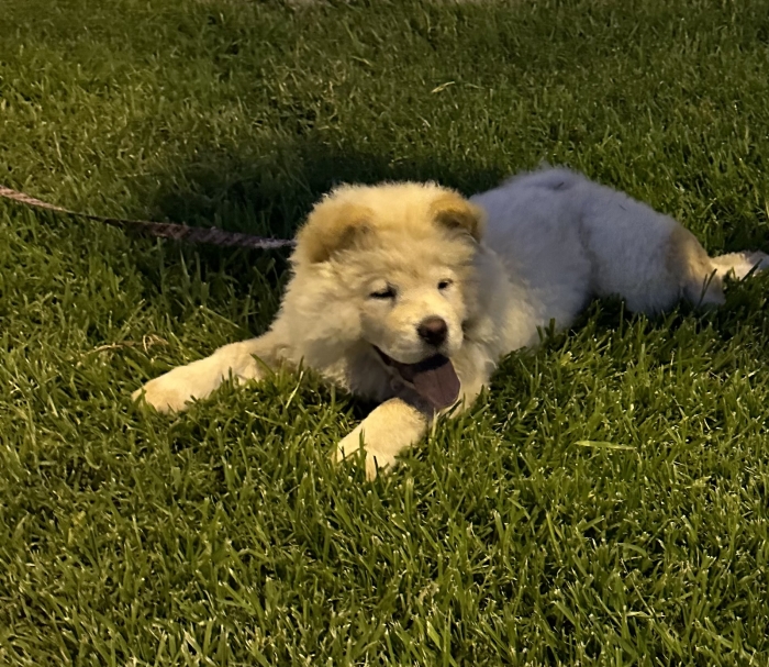 Chowchow femelle pure race 3 mois vaccinée