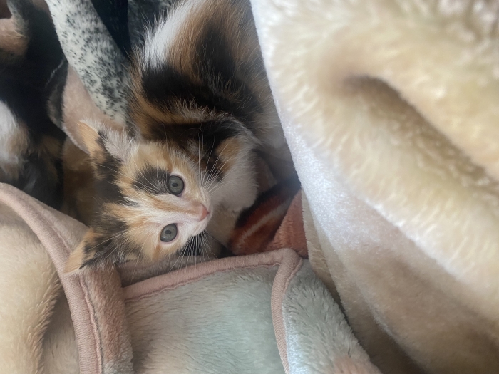 Chatons de deux mois à meknes