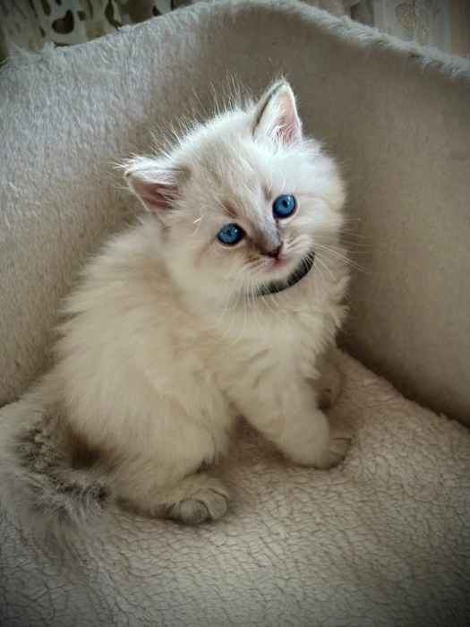 Sibérien Neva Masquerade