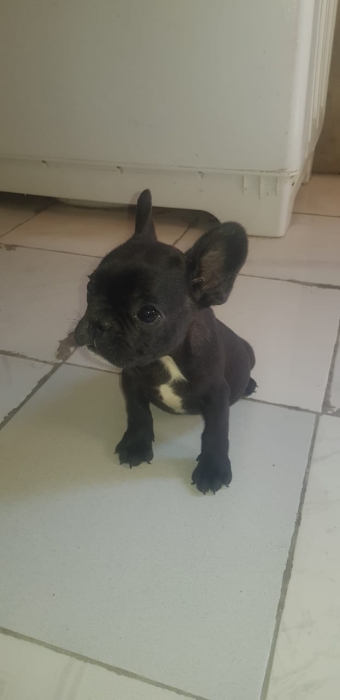 Bulldog français exotique