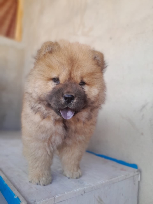 Magnifique femelle Chow-Chow pure race – 50 jours