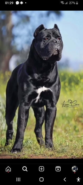 CANE CORSO
