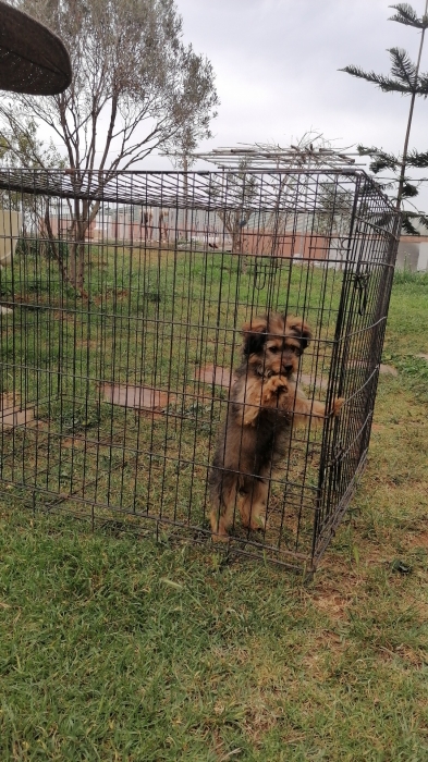 Bichon Havanais 🎊