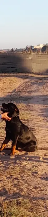 Vente rottweiler Pedigree