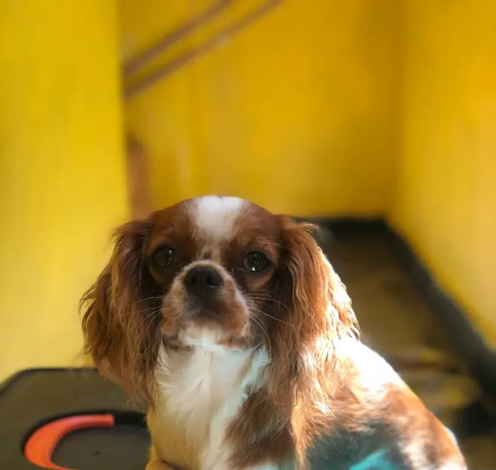 Femelle Cavaliers king enceinte 2 femelle dispo