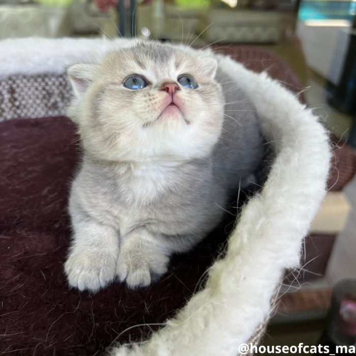 Scottish fold et straight