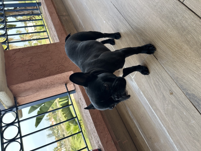 Bulldog français (femelle)