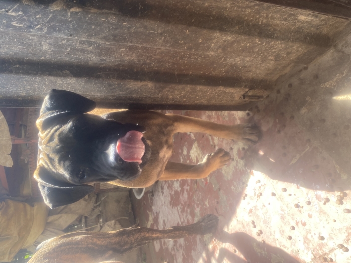 Vente chiot persa cannario