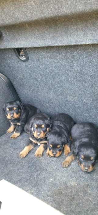 chiots Rottweiler de 2 mois 2 femeles et 2 males