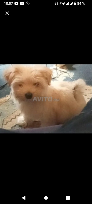 Bichon maltais beige