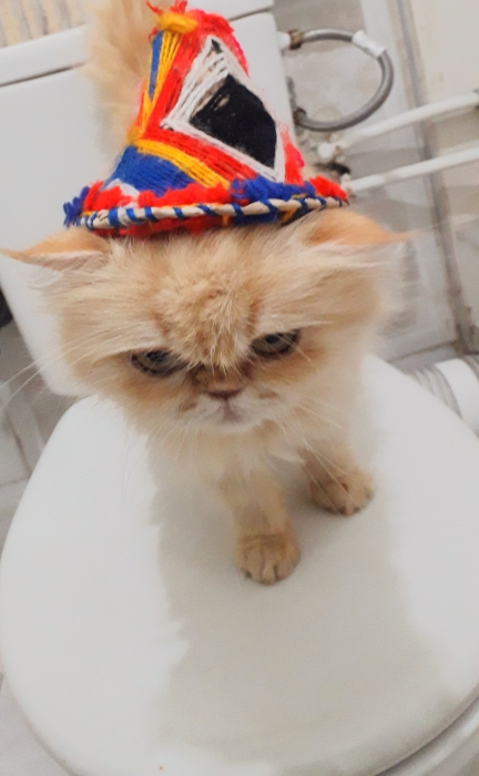 Persian moon face femelle