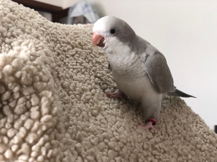 Quaker Gris Clair - Cobalt Pallid