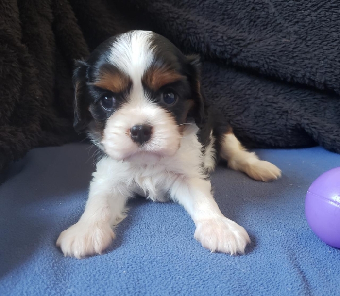 Cavalier king charles