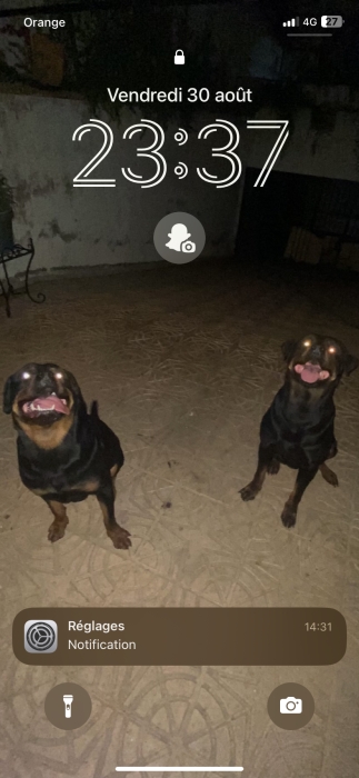 Rottweiler Royal a vendre