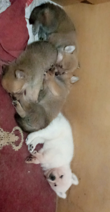 Chowski 2 mois à vendre