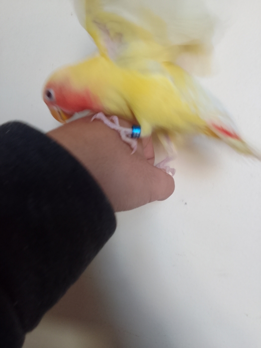 inséparable roz lotino dreser