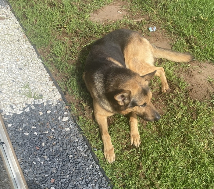 Vends berger allemand