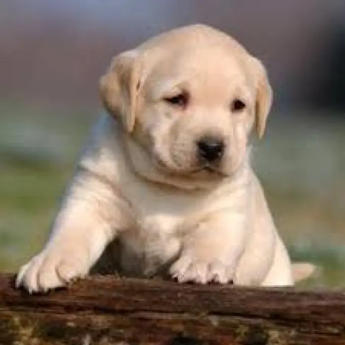 Chiots labrador