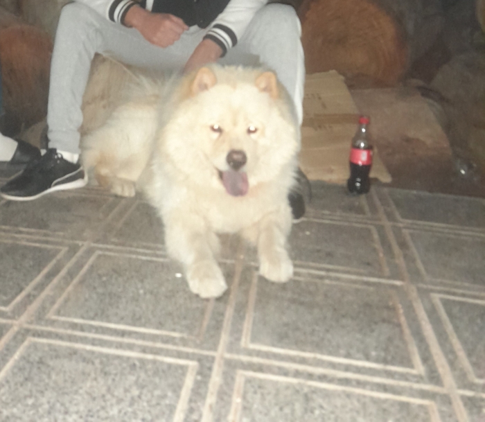 Chowchow