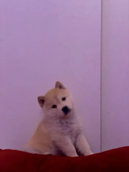 Chiot  akita