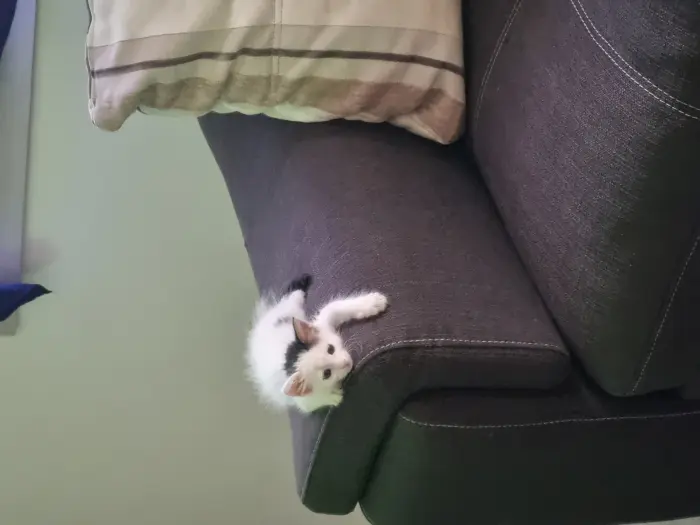 Chaton de 7 semaines pour adopter