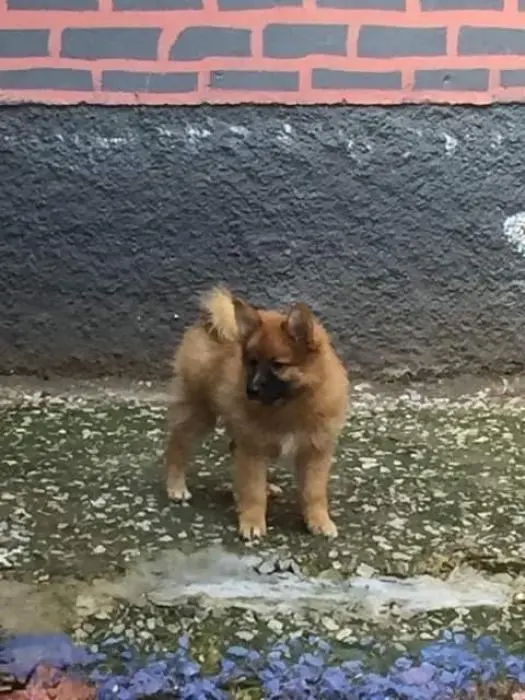 Chiots spitz japonais x papillon