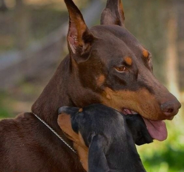 Doberman race le plus fort
